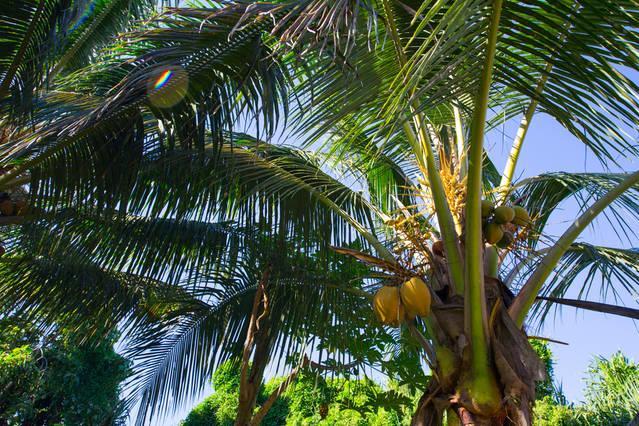 Pahoa Kirpal Meditation And Ecological Center מראה חיצוני תמונה