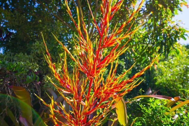 Pahoa Kirpal Meditation And Ecological Center מראה חיצוני תמונה