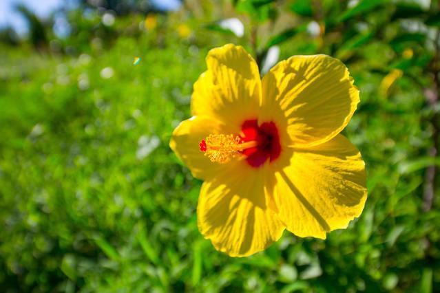 Pahoa Kirpal Meditation And Ecological Center מראה חיצוני תמונה