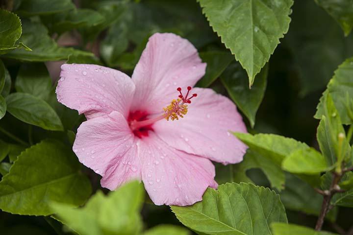 Pahoa Kirpal Meditation And Ecological Center מראה חיצוני תמונה